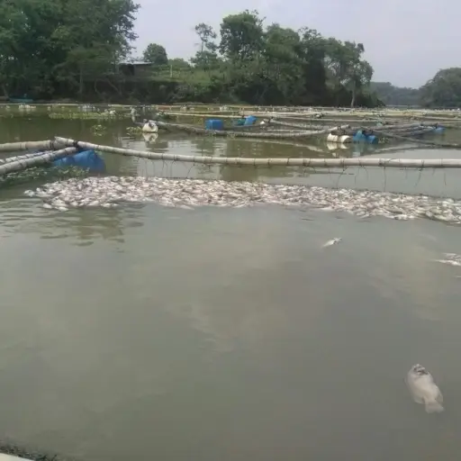 Mortandad de peces en Retalhuleu ,