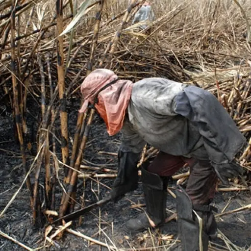 Zafra Caña Azúcar Chiapas ,