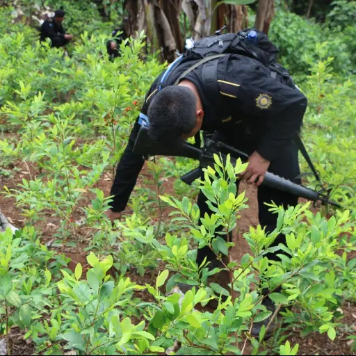 plantación hojas de coca 011 ,
