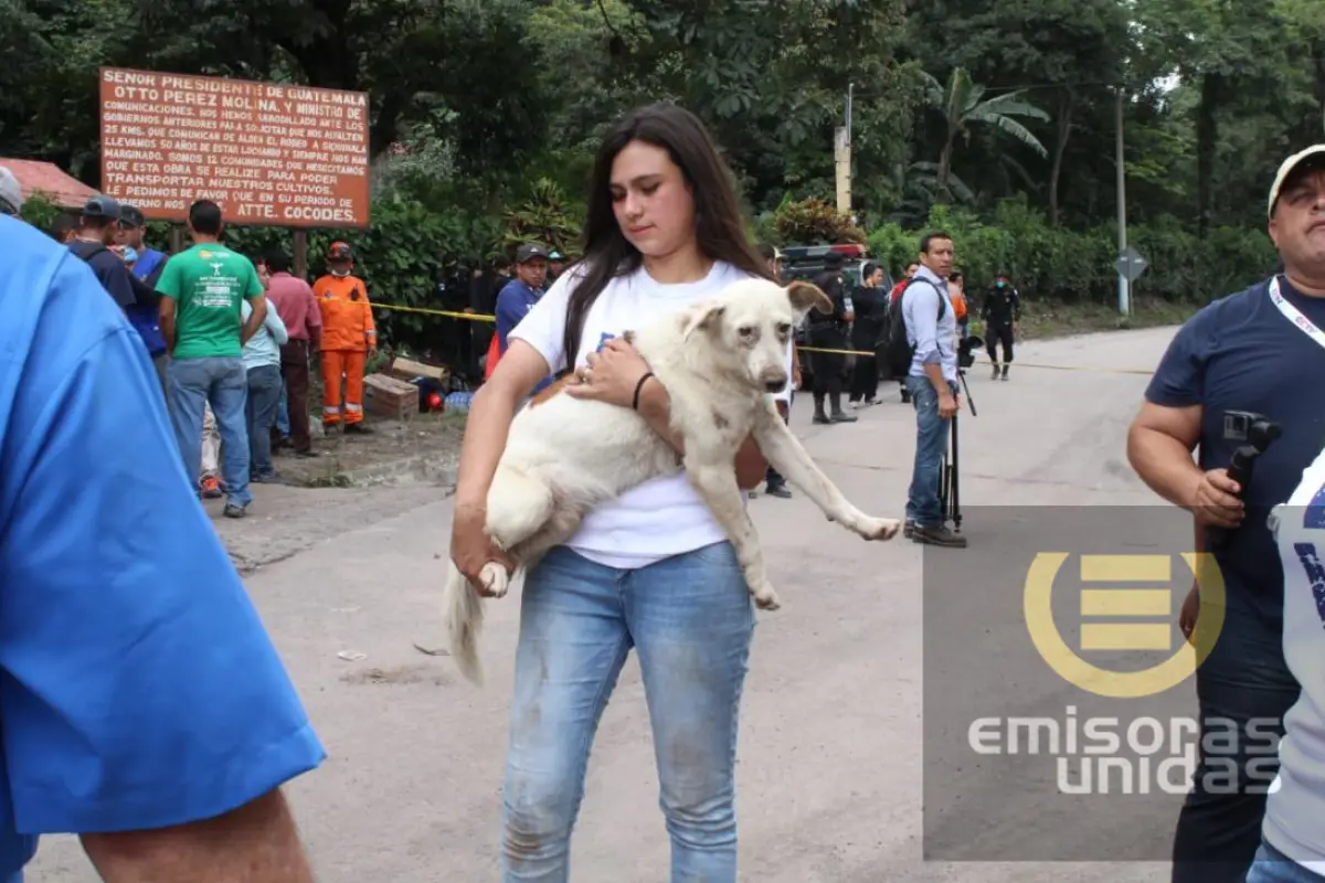 Dogs Escuintal Volcan de Fuego Eruption, 