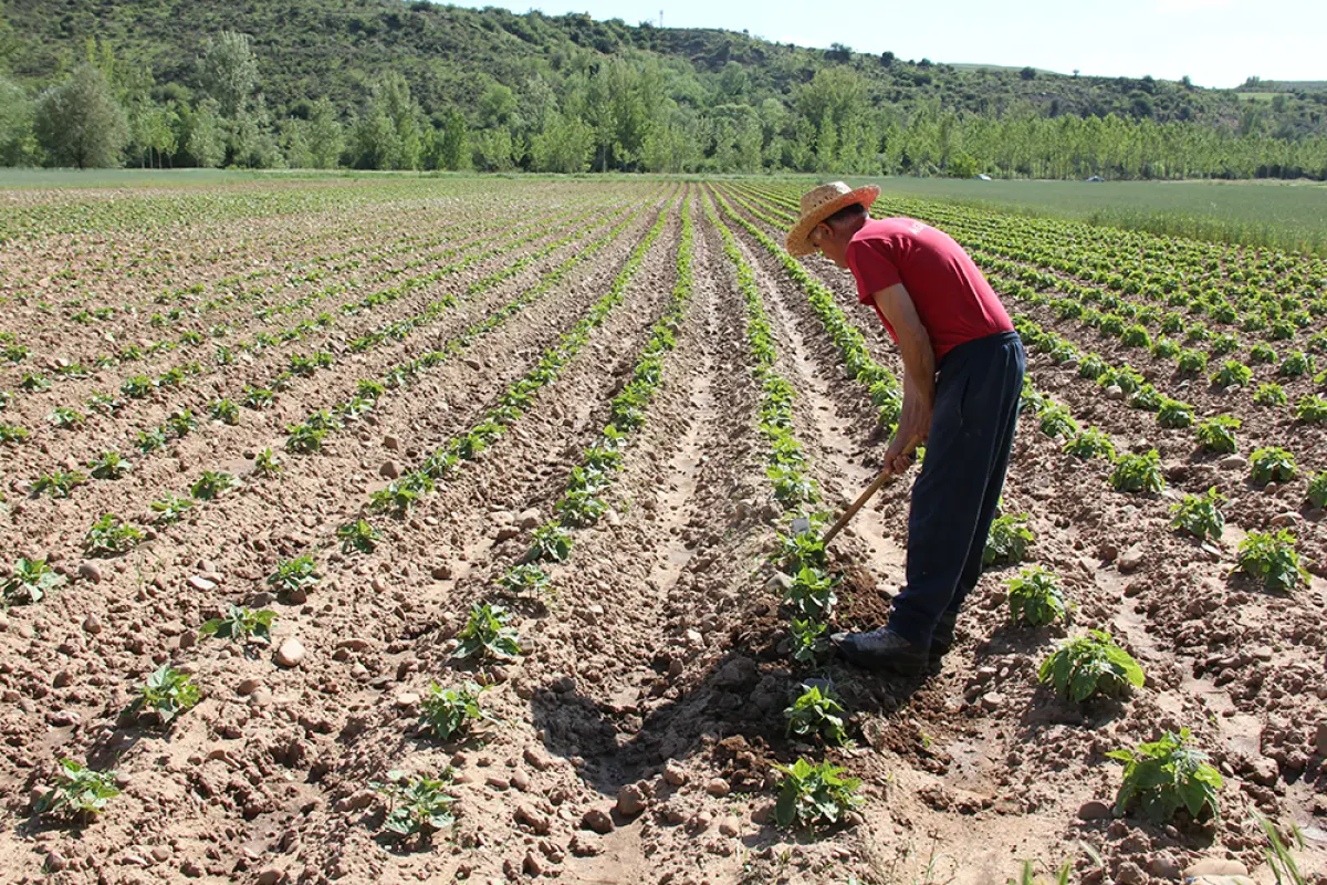 Agricultura, 