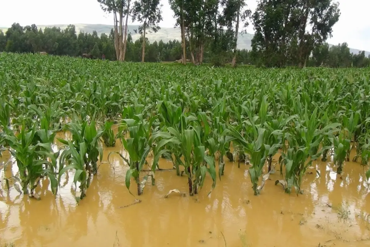 Lluvias dañan cultivos, 