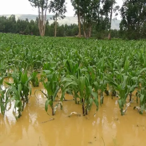 Lluvias dañan cultivos ,
