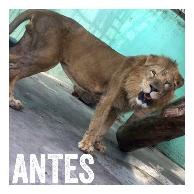 leones 5 | 