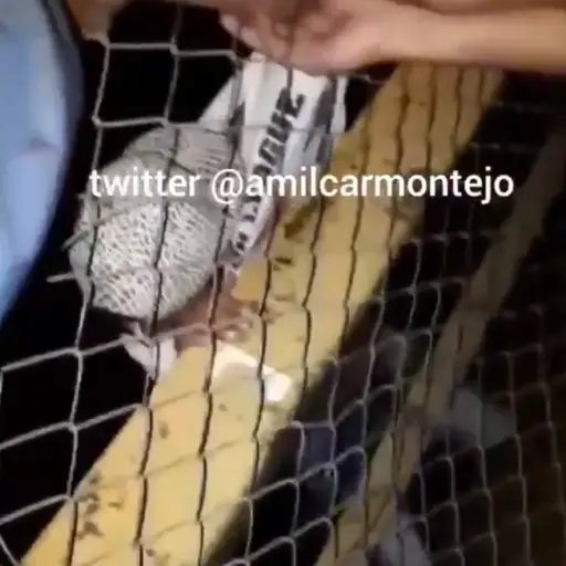 Intento de suicidio ,