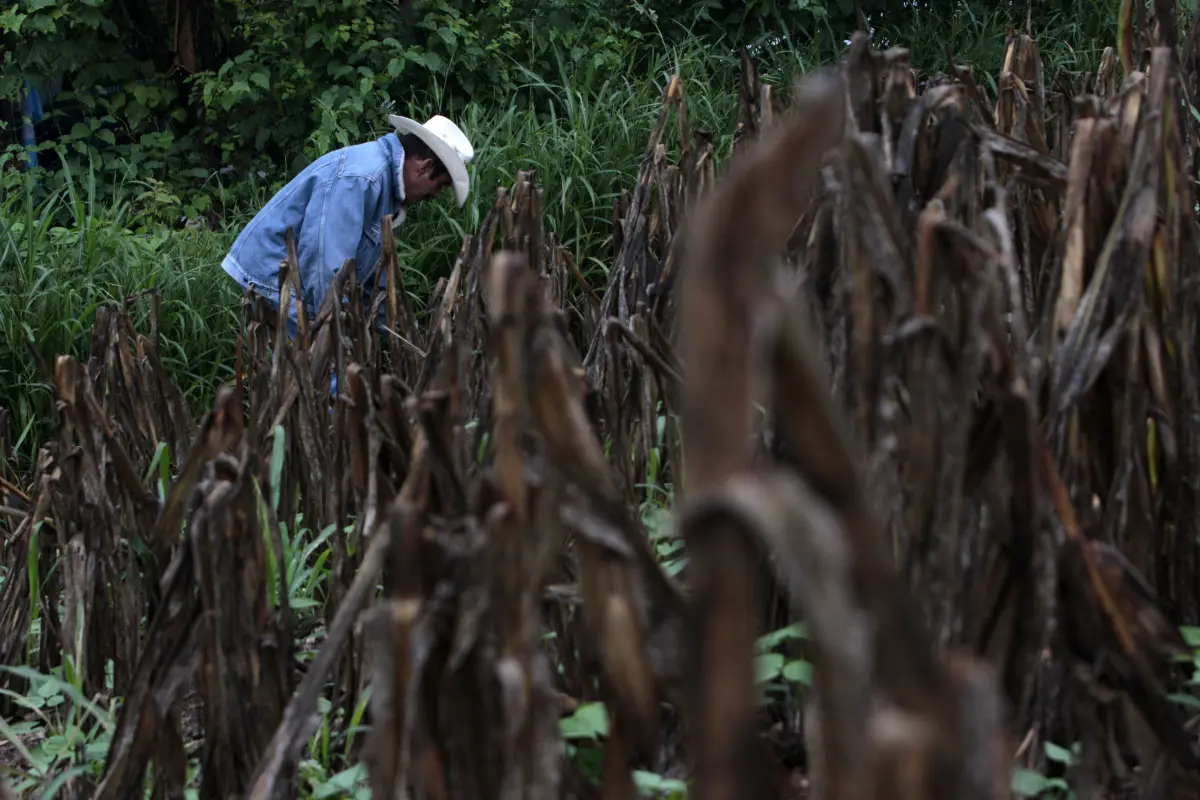 EL CORREDOR SECO DE CENTROAMÉRICA, ANTE LA PEOR SEQUÍA DE LOS ÚLTIMOS 30 AÑOS, 