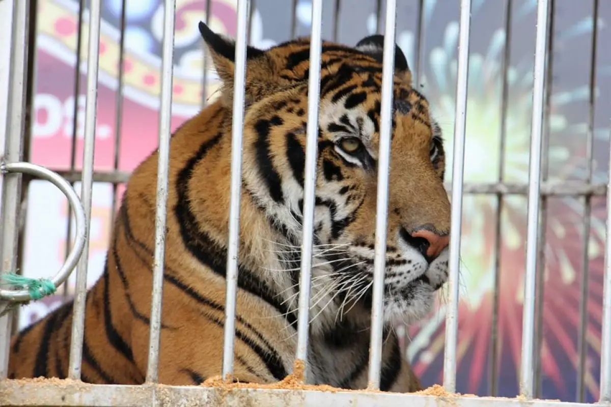 felinos rescatados por el maga, 