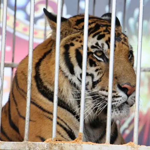 felinos rescatados por el maga ,
