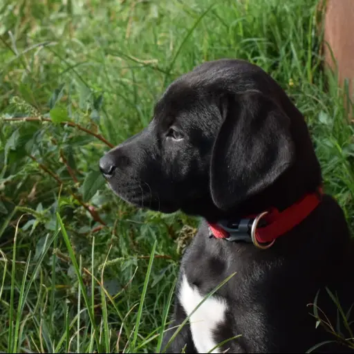 mascotas veterinaria recomendaciones regalos fiestas navideñas ,
