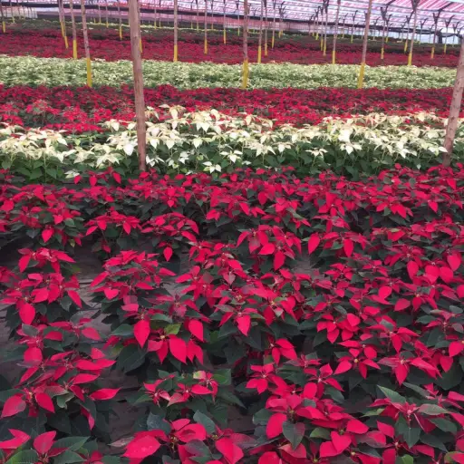 Pascuas San Miguel Dueñas Sacatepéquez Xmas Christmas ,