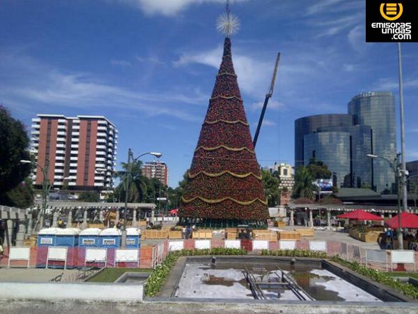 Árbol Gallo 5 | 