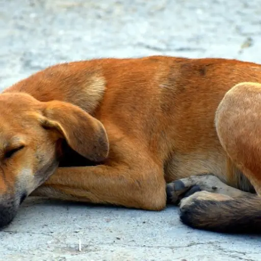 Zacapa perros envenenados Santa Elena, San Diego ,