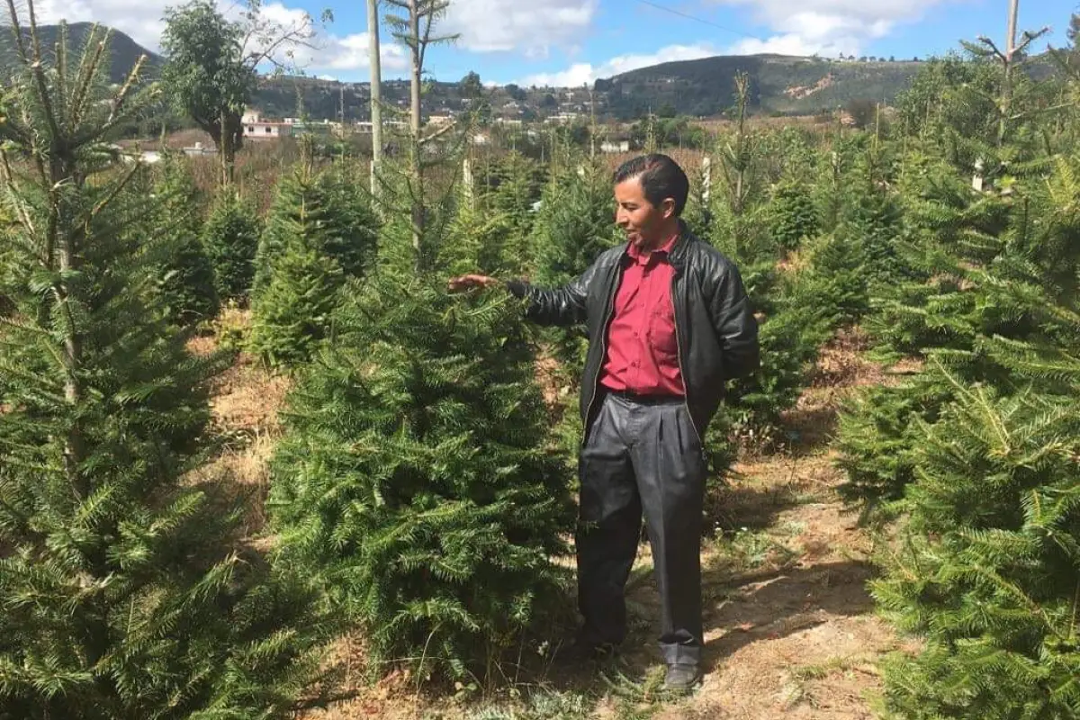 Pinabete Pologua Momostenango Totonicapán, 