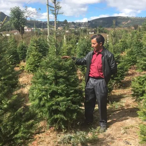 Pinabete Pologua Momostenango Totonicapán ,