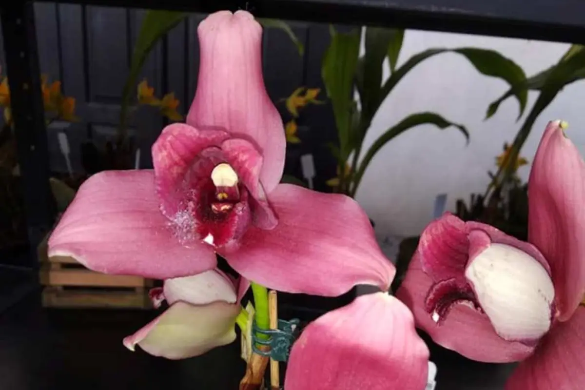 orquídeas exposición Cobán Alta Verapaz, 