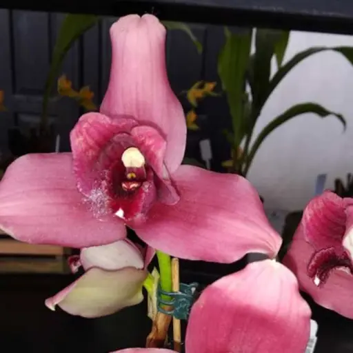 orquídeas exposición Cobán Alta Verapaz ,