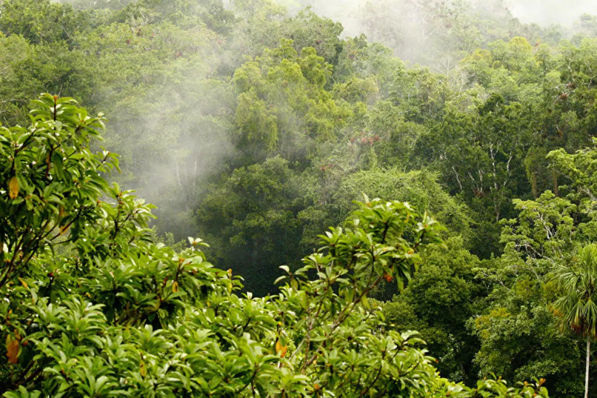 bosque, 