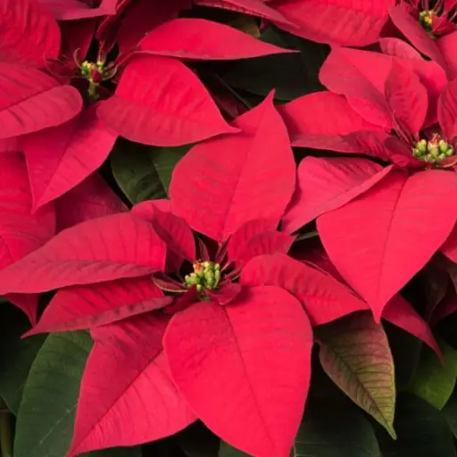San Marcos Feria de las Flores y Artesanías ,
