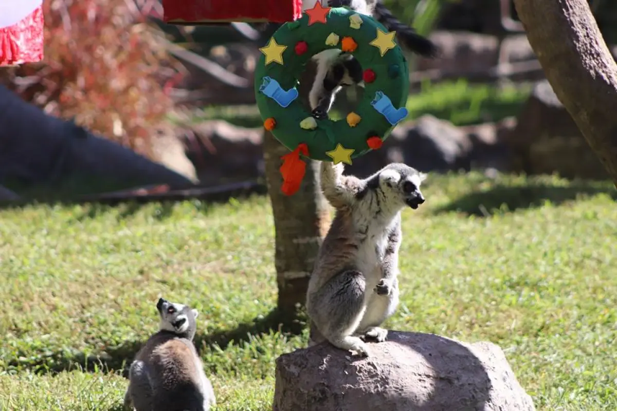 Foto: Zoológico la Aurora