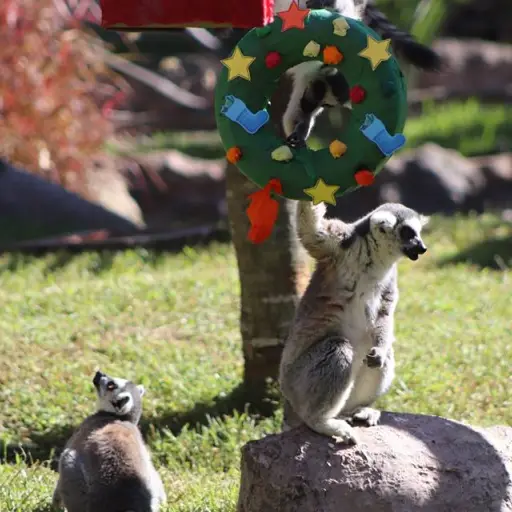 Foto: Zoológico la Aurora