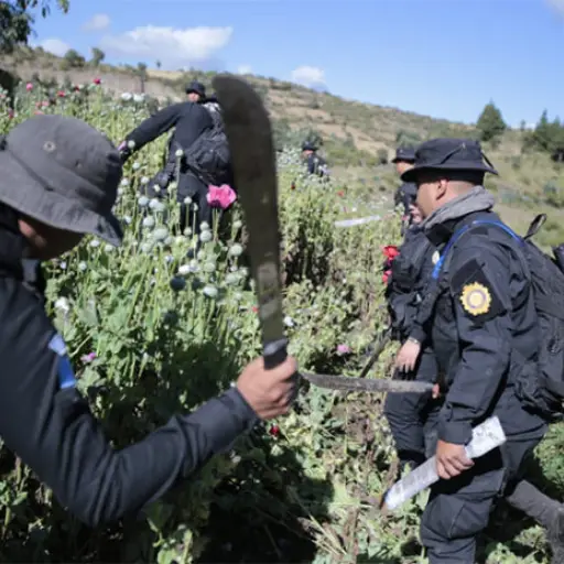 erradicacion00003-696x464 ,