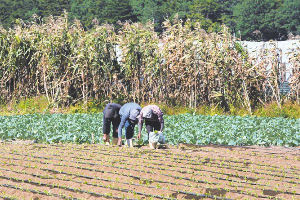 Campos en Guatemala Fotografía Diario Oficial 