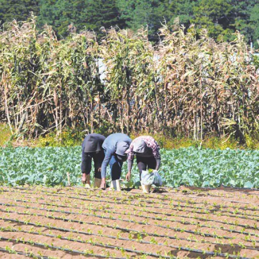 Campos en Guatemala Fotografía Diario Oficial 