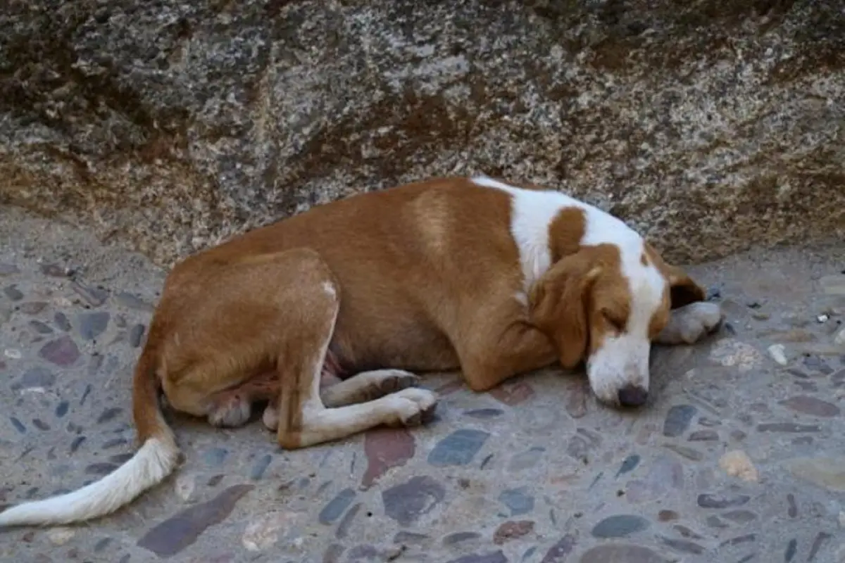 perros muertos San Sebastián Huehuetenango, 