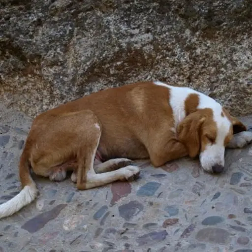 perros muertos San Sebastián Huehuetenango ,