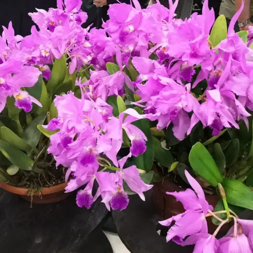 Asociación Guatemalteca de Orquideología anuncia exposición. 