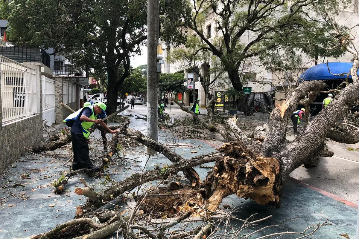 Árbol cae sobre la vía en zona 10 Capital. Fotografía de Publinews 