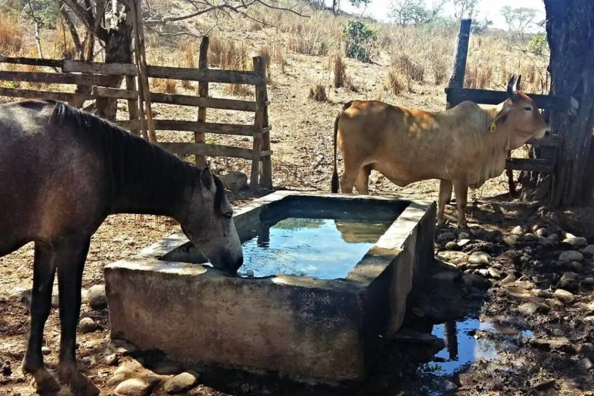 Volcán de Fuego animales albergues, 