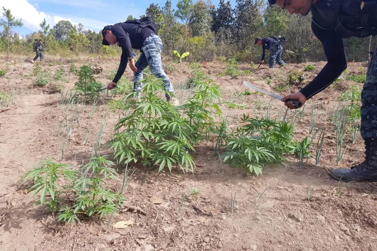 Totonicapán plantaciones marihuana, 