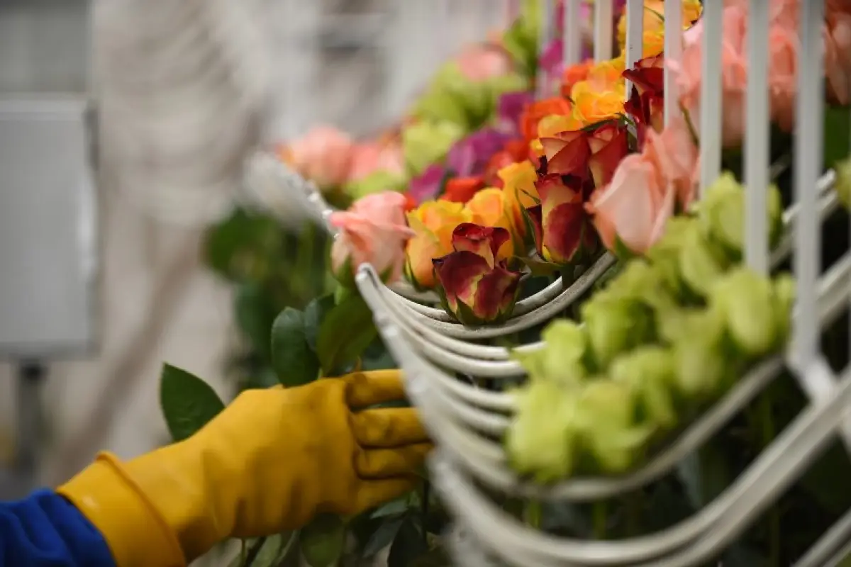 A worker packs roses for export at a rose plantation in Cayambe, Ecuador, on February 8, 2019. - Valentine's Day is near and Ecuadoran roses are ready for their biggest annual show, in which some varieties will set trends and others will be forgotten as i