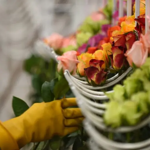 A worker packs roses for export at a rose plantation in Cayambe, Ecuador, on February 8, 2019. - Valentine's Day is near and Ecuadoran roses are ready for their biggest annual show, in which some varieties will set trends and others will be forgotten as i