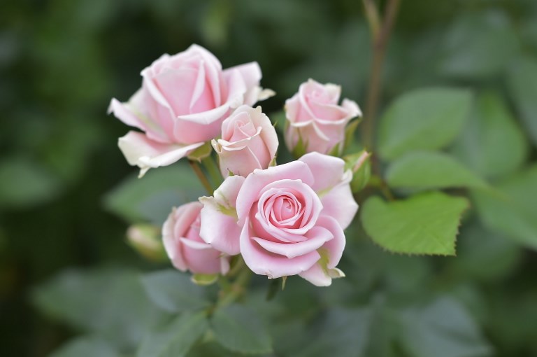 ECUADOR-FLOWERS-ROSES-VALENTINE'S DAY | 