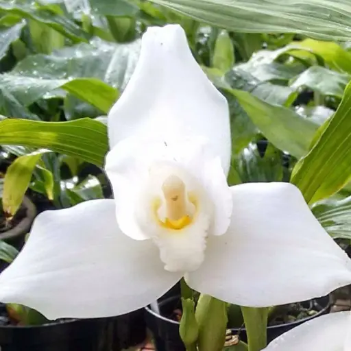 52389987_817738028560157_2583209424503963648_n ,