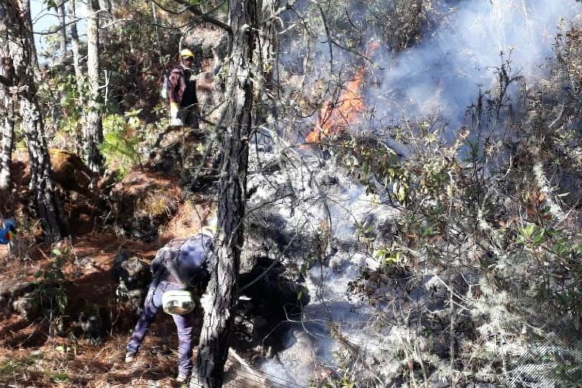Tardan más de 72 horas en sofocar incendio en Cerro Candelaria ...