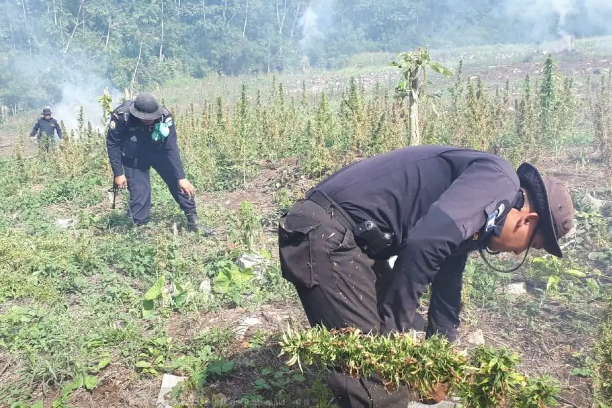 Petén plantación marihuana, 