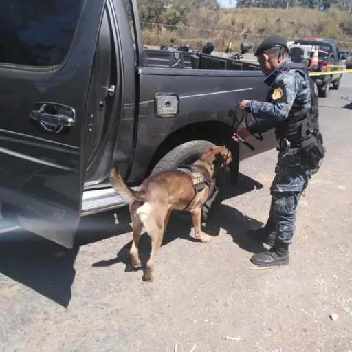 Agente canino K-9, Pluto ,