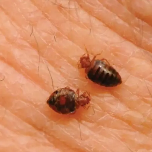 jutiapa-reos-infestados-por-plaga-de-chinches ,