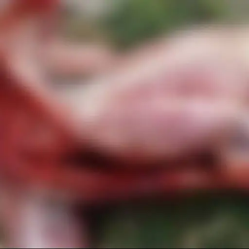 Perro descuartizado localizado en Jalapa