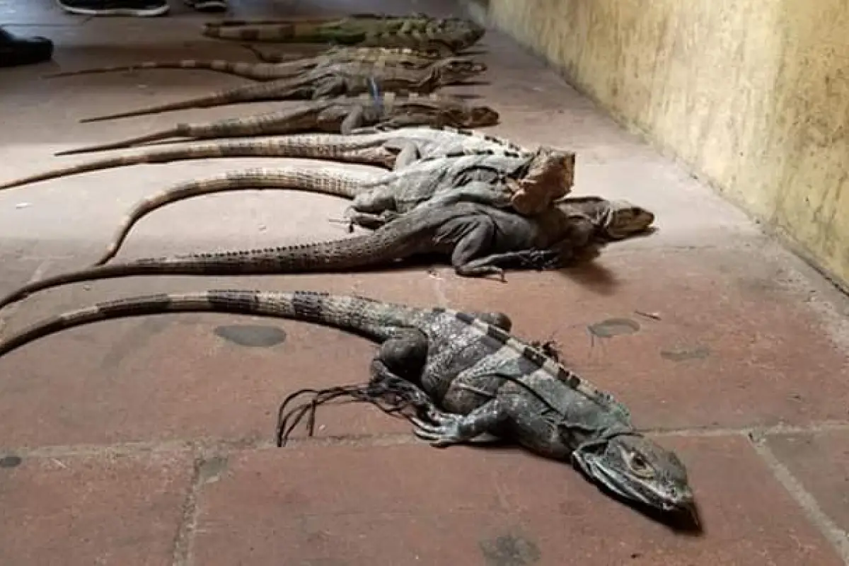 iguanas mazatenango suchitepéquez Emisoras Unidas Guatemala, 