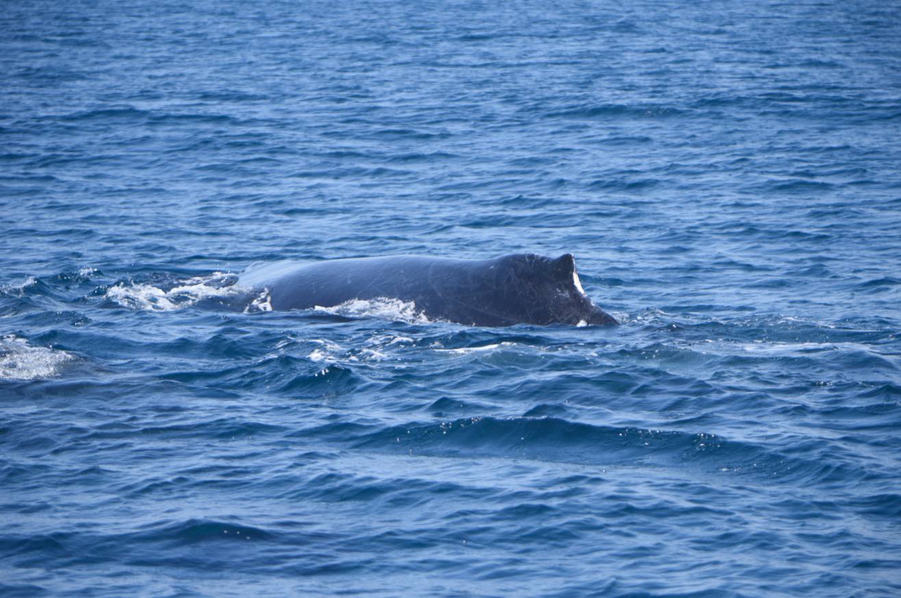 ballenas-costa-pacifica-conap-emisoras-unidas-10 | 