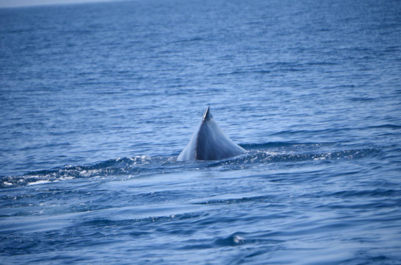 ballenas-costa-pacifica-conap-emisoras-unidas-9 | 