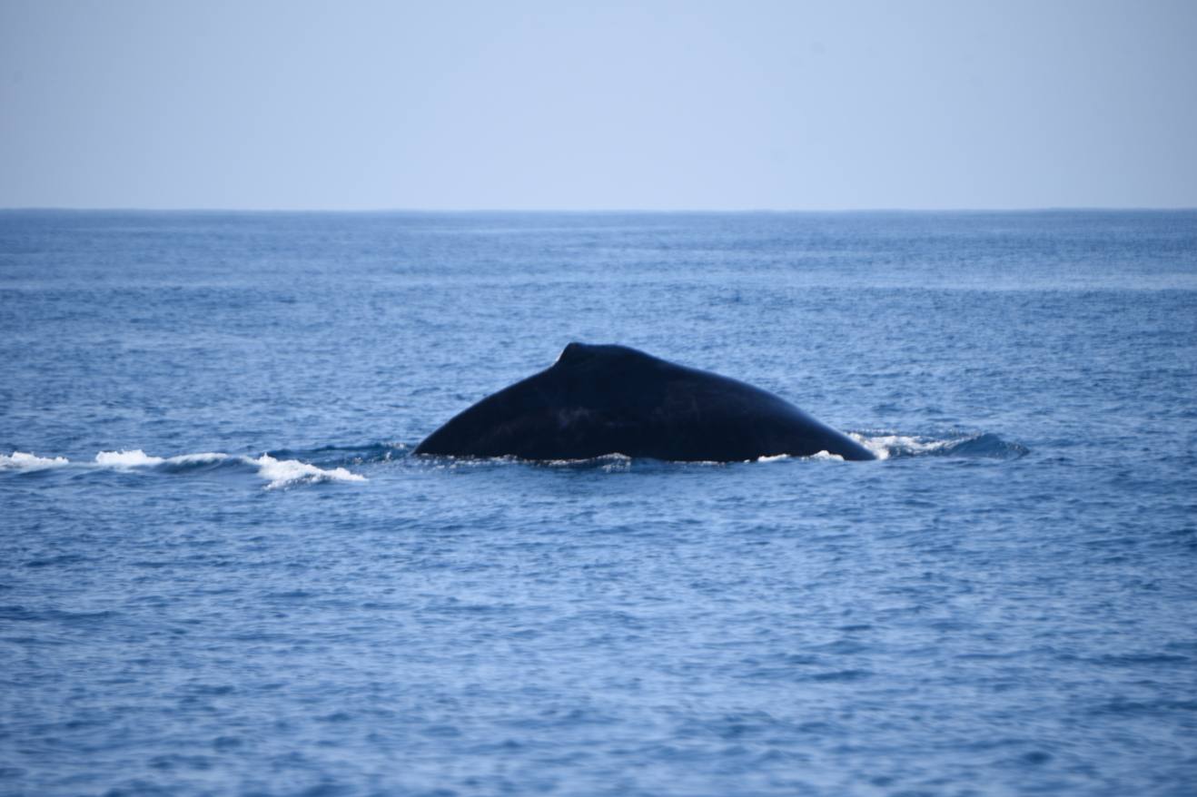 ballenas-costa-pacifica-conap-emisoras-unidas-6 | 