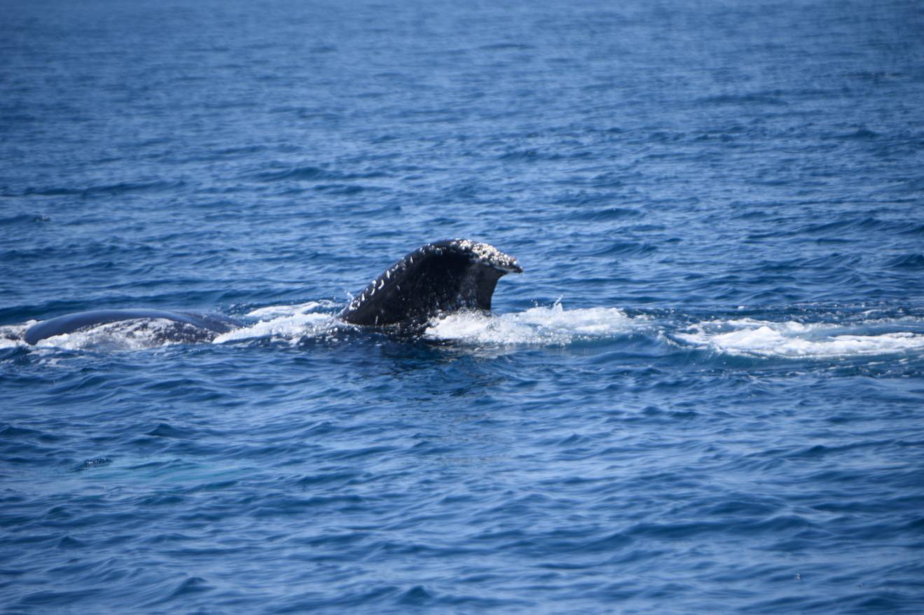 ballenas-costa-pacifica-conap-emisoras-unidas-5 | 