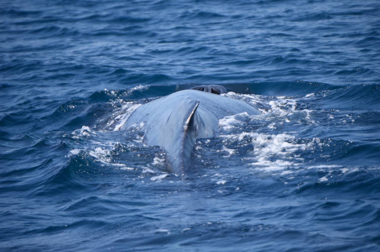 ballenas-costa-pacifica-conap-emisoras-unidas-8 | 