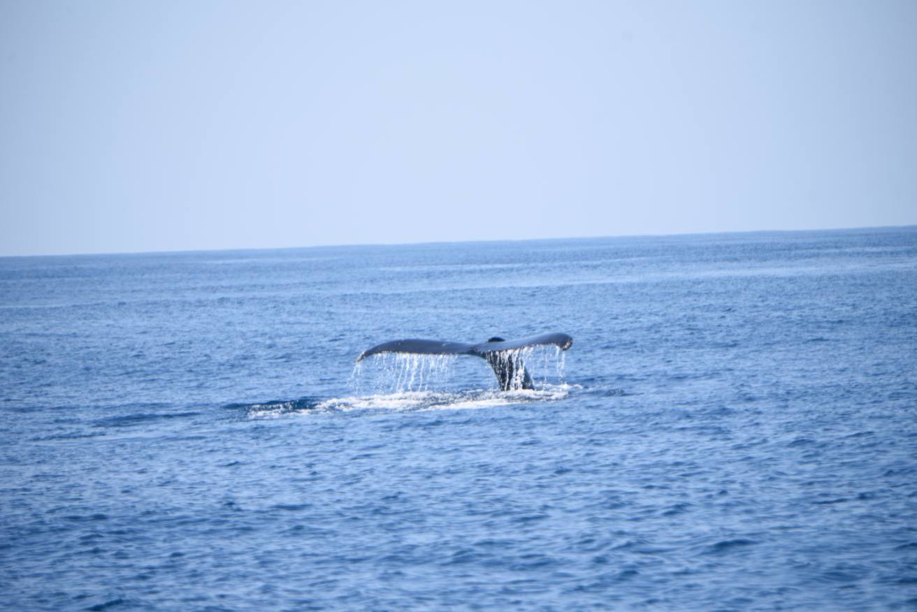 ballenas-costa-pacifica-conap-emisoras-unidas-7 | 