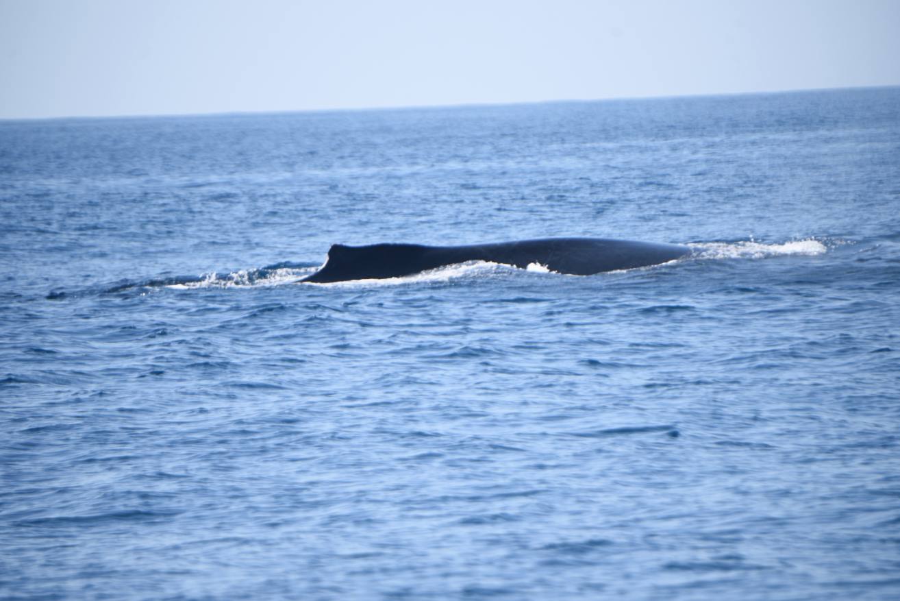 ballenas-costa-pacifica-conap-emisoras-unidas-3 | 